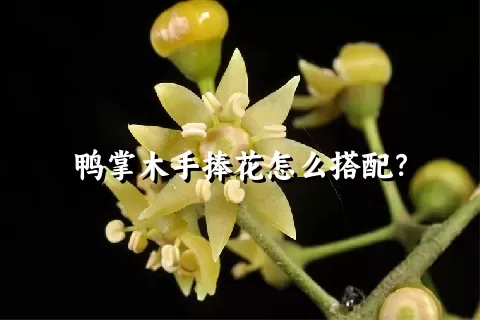 鸭掌木手捧花怎么搭配？