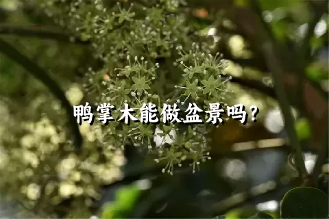 鸭掌木能做盆景吗？