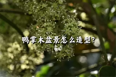 鸭掌木盆景怎么造型？