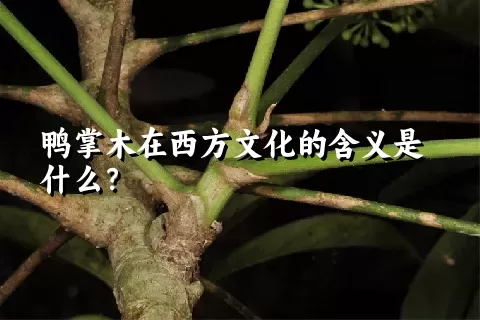 鸭掌木在西方文化的含义是什么？