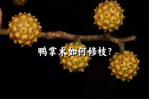 鸭掌木如何修枝？