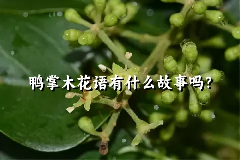 鸭掌木花语有什么故事吗？