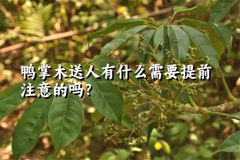 鸭掌木送人有什么需要提前注意的吗？