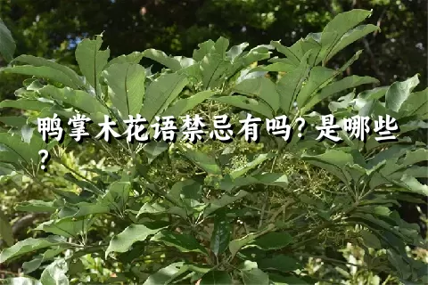 鸭掌木花语禁忌有吗？是哪些？