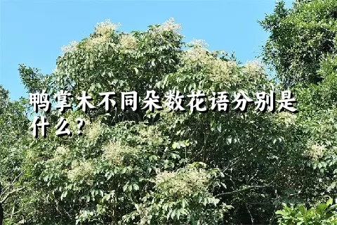 鸭掌木不同朵数花语分别是什么？