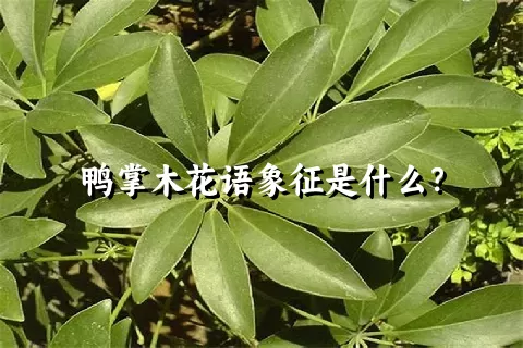 鸭掌木花语象征是什么？