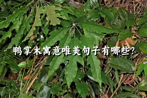 鸭掌木寓意唯美句子有哪些？