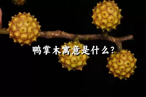 鸭掌木寓意是什么？