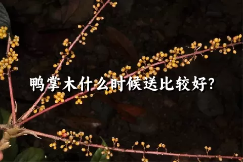 鸭掌木什么时候送比较好？