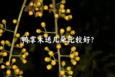 鸭掌木送几朵比较好？