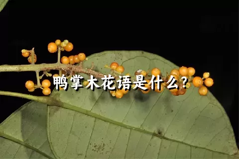 鸭掌木花语是什么？