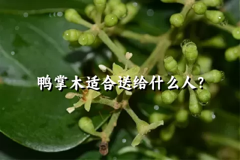 鸭掌木适合送给什么人？