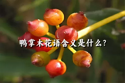 鸭掌木花语含义是什么？