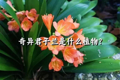 奇异君子兰是什么植物？