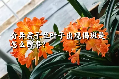 奇异君子兰叶子出现褐斑是怎么回事？