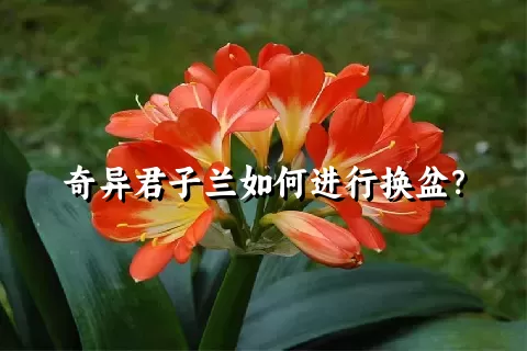 奇异君子兰如何进行换盆？