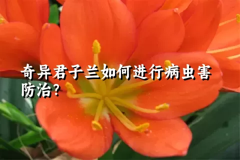 奇异君子兰如何进行病虫害防治？