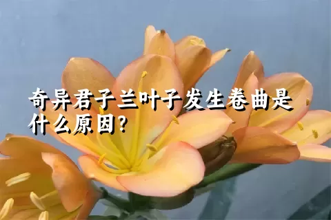 奇异君子兰叶子发生卷曲是什么原因？