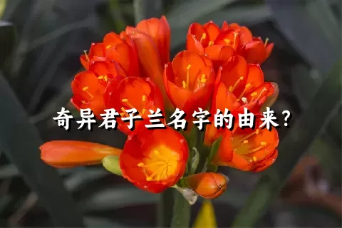 奇异君子兰名字的由来？