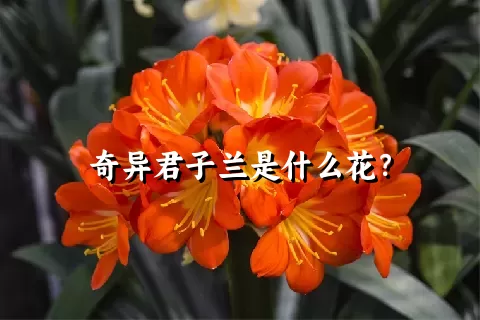 奇异君子兰是什么花？