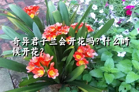 奇异君子兰会开花吗？什么时候开花？