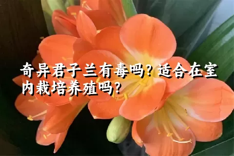 奇异君子兰有毒吗？适合在室内栽培养殖吗？