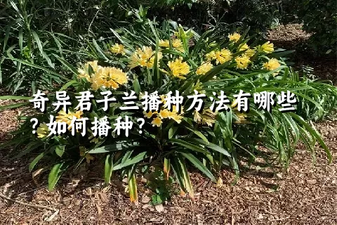 奇异君子兰播种方法有哪些？如何播种？