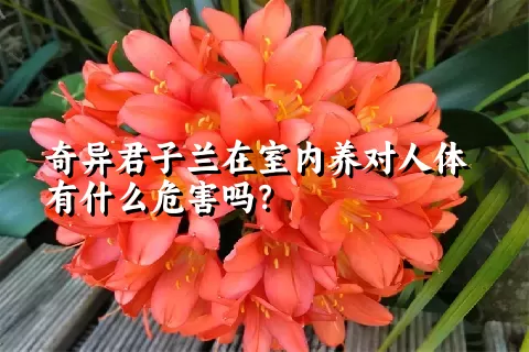 奇异君子兰在室内养对人体有什么危害吗？