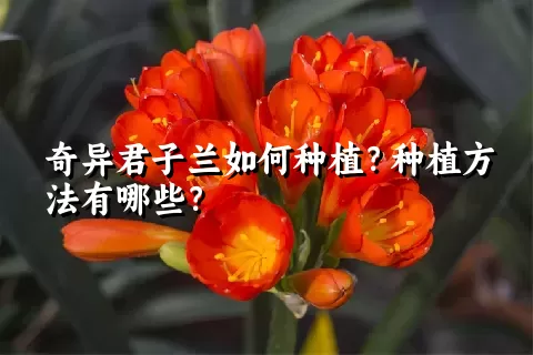 奇异君子兰如何种植？种植方法有哪些？