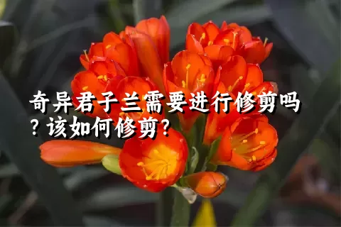 奇异君子兰需要进行修剪吗？该如何修剪？