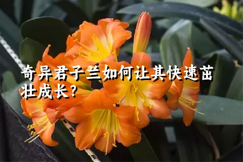 奇异君子兰如何让其快速茁壮成长？