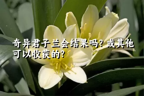 奇异君子兰会结果吗？或其他可以收获的？