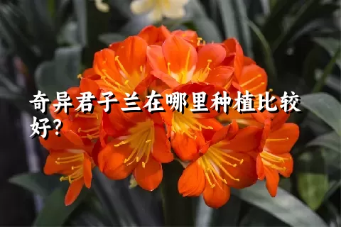 奇异君子兰在哪里种植比较好？