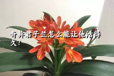 奇异君子兰怎么能让他活得久？