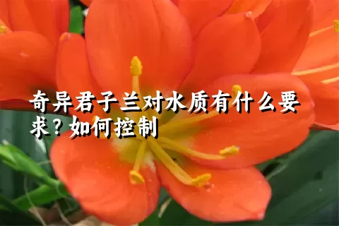 奇异君子兰对水质有什么要求？如何控制