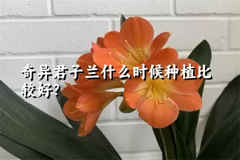 奇异君子兰什么时候种植比较好？