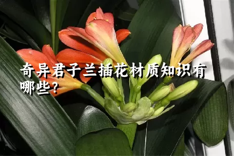 奇异君子兰插花材质知识有哪些？