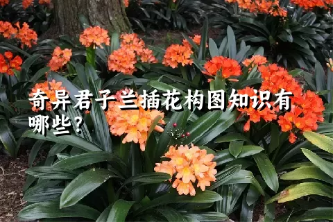 奇异君子兰插花构图知识有哪些？