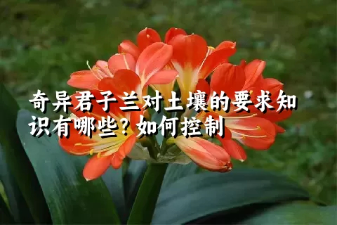 奇异君子兰对土壤的要求知识有哪些？如何控制