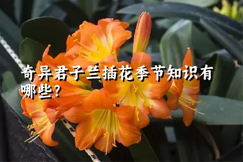 奇异君子兰插花季节知识有哪些？