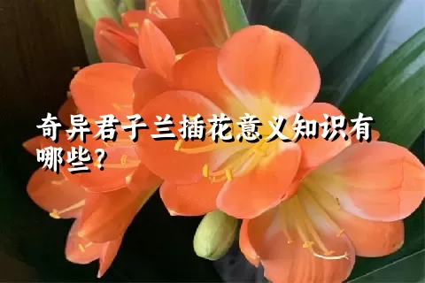 奇异君子兰插花意义知识有哪些？