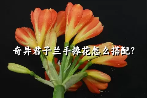 奇异君子兰手捧花怎么搭配？