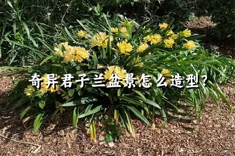 奇异君子兰盆景怎么造型？