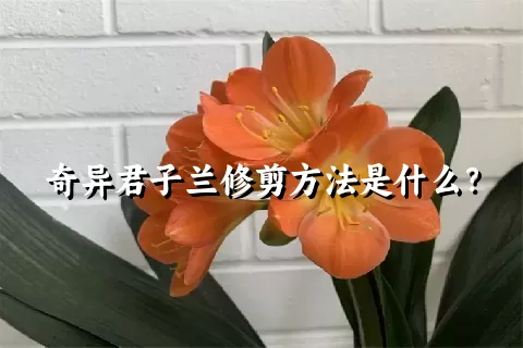 奇异君子兰修剪方法是什么？