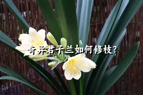 奇异君子兰如何修枝？