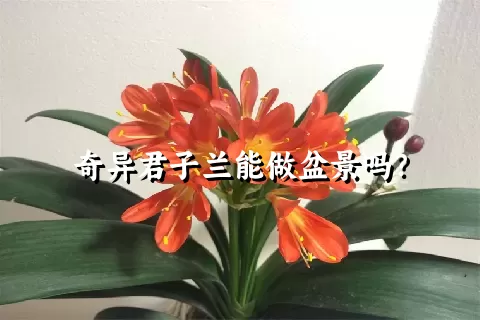 奇异君子兰能做盆景吗？