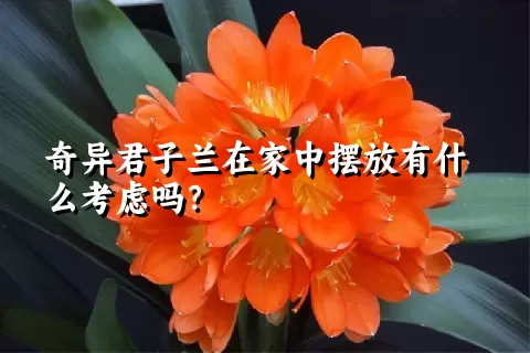 奇异君子兰在家中摆放有什么考虑吗？