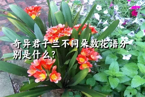 奇异君子兰不同朵数花语分别是什么？