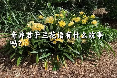 奇异君子兰花语有什么故事吗？