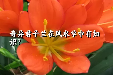 奇异君子兰在风水学中有知识？